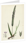 Phleum Pratense Var. Genuinum Common Timothy-Grass Var. A. by Anonymous