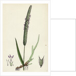 Phleum Pratense Var. Genuinum Common Timothy-Grass Var. A. by Anonymous