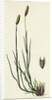 Phleum Pratense Var. Nodosum Common Timothy-Grass Var. B. by Anonymous