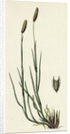 Phleum Pratense Var. Nodosum Common Timothy-Grass Var. B. by Anonymous