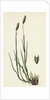 Phleum Pratense Var. Nodosum Common Timothy-Grass Var. B. by Anonymous