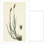 Phleum Pratense Var. Nodosum Common Timothy-Grass Var. B. by Anonymous