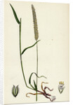 Phleum Böhmeri Purple-Stalked Timothy-Grass by Anonymous