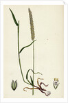 Phleum Böhmeri Purple-Stalked Timothy-Grass by Anonymous