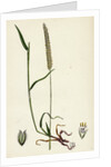 Phleum Böhmeri Purple-Stalked Timothy-Grass by Anonymous
