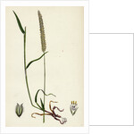 Phleum Böhmeri Purple-Stalked Timothy-Grass by Anonymous