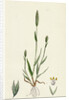 Phleum Arenarium Sand Timothy-Grass by Anonymous