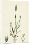 Phleum Arenarium Sand Timothy-Grass by Anonymous