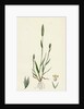 Phleum Arenarium Sand Timothy-Grass by Anonymous