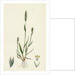 Phleum Arenarium Sand Timothy-Grass by Anonymous