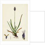 Sesleria Caerulea Blue Moor-Grass by Anonymous