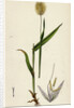 Lagurus Ovatus Ovate Hare's-Tail-Grass by Anonymous