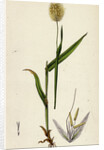 Lagurus Ovatus Ovate Hare's-Tail-Grass by Anonymous