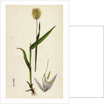 Lagurus Ovatus Ovate Hare's-Tail-Grass by Anonymous