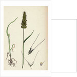 Polypogon Monspeliensis Annual Beard-Grass by Anonymous