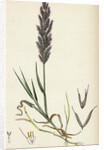Polypogon Littoralis Perennial Beard-Grass by Anonymous