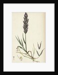 Polypogon Littoralis Perennial Beard-Grass by Anonymous