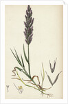 Polypogon Littoralis Perennial Beard-Grass by Anonymous