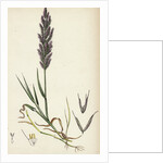 Polypogon Littoralis Perennial Beard-Grass by Anonymous