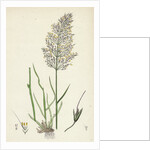 Agrostis Spica-Venti Spreading Silky Bent-Grass by Anonymous