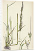 Agrostis Interrupta Dense-Flowered Silky Bent-Grass by Anonymous