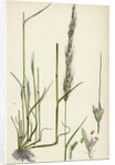Agrostis Interrupta Dense-Flowered Silky Bent-Grass by Anonymous