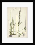 Agrostis Interrupta Dense-Flowered Silky Bent-Grass by Anonymous
