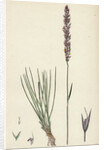 Agrostis Setacea Bristle-Leaved Bent-Grass by Anonymous