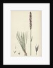 Agrostis Setacea Bristle-Leaved Bent-Grass by Anonymous