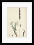 Agrostis Setacea Bristle-Leaved Bent-Grass by Anonymous