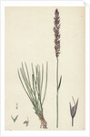 Agrostis Setacea Bristle-Leaved Bent-Grass by Anonymous