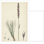 Agrostis Setacea Bristle-Leaved Bent-Grass by Anonymous