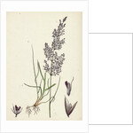 Agrostis Canina Brown Bent-Grass by Anonymous