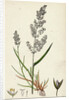 Agrostis Alba Var. Genuina Marsh Bent-Grass Var. A. by Anonymous