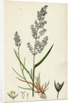 Agrostis Alba Var. Genuina Marsh Bent-Grass Var. A. by Anonymous