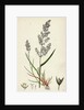 Agrostis Alba Var. Genuina Marsh Bent-Grass Var. A. by Anonymous
