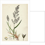 Agrostis Alba Var. Genuina Marsh Bent-Grass Var. A. by Anonymous