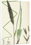Botanical Print by Anonymous