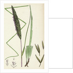 Botanical Print by Anonymous