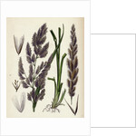 Calamagrostis Epigejos Wood Small-Reed by Anonymous