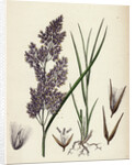 Calamagrostis Lanceolata Purple-Flowered Small-Reed by Anonymous
