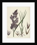 Calamagrostis Lanceolata Purple-Flowered Small-Reed by Anonymous