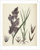 Calamagrostis Lanceolata Purple-Flowered Small-Reed by Anonymous