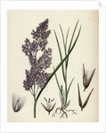 Calamagrostis Lanceolata Purple-Flowered Small-Reed by Anonymous