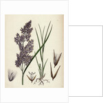 Calamagrostis Lanceolata Purple-Flowered Small-Reed by Anonymous