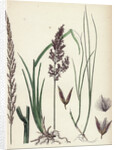 Calamagrostis Stricta Narrow Small-Reed Var. A. by Anonymous