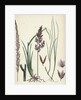 Calamagrostis Stricta Narrow Small-Reed Var. A. by Anonymous