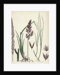 Calamagrostis Stricta Narrow Small-Reed Var. A. by Anonymous