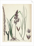 Calamagrostis Stricta Narrow Small-Reed Var. A. by Anonymous