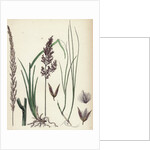 Calamagrostis Stricta Narrow Small-Reed Var. A. by Anonymous